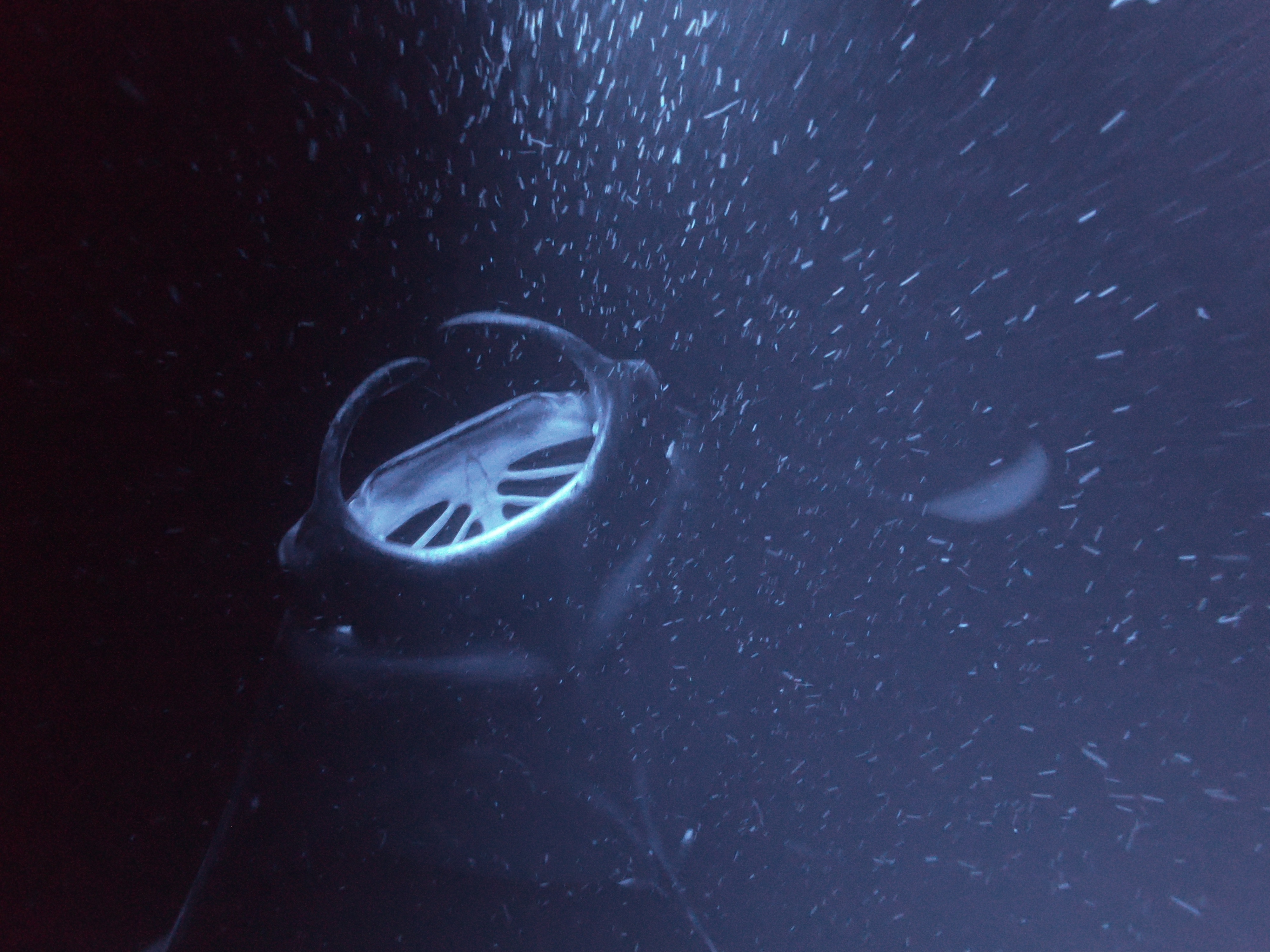 picture of manta ray at new caledonia